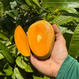 গোবিন্দভোগ আম